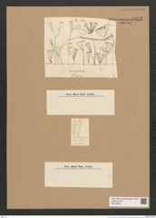Diatomeae indet. (de-Toni-Nr.: Species 2969) Zeichnungen Sammlung Grunow Nr. 6055 (NHMW-BOT-W0374565)